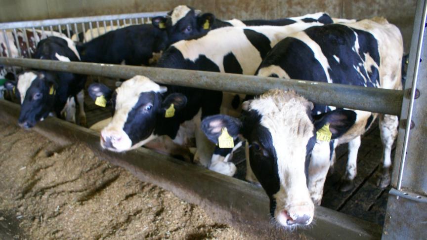 De prijs voor BWB-kalveren varieert nu van 800 tot 1050 euro voor een goed kalf.
