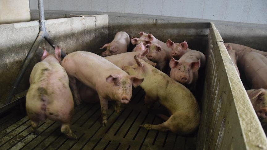 In totaal verdwijnt bijna 9% van de totale hoeveelheid Nutriëntenemissierechten (NER) in Vlaanderen.