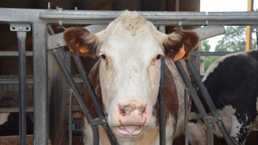 Boerenbondvoorzitter Lode Ceyssens noemt het verlies van ‘slapende’ NER’s een inbreuk op het eigendomsrecht.