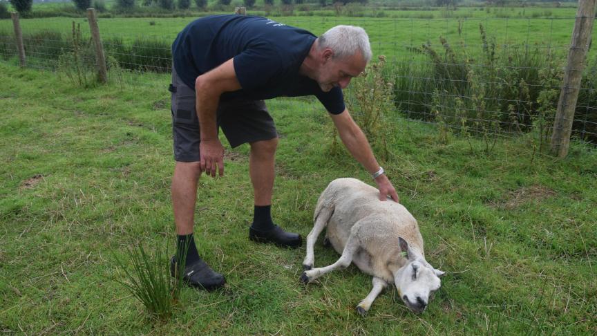 Dit schaap was zo verzwakt dat het niet meer kon rechtstaan. Waarschijnlijk sterft het vanavond nog, mijmert John Vermetten.