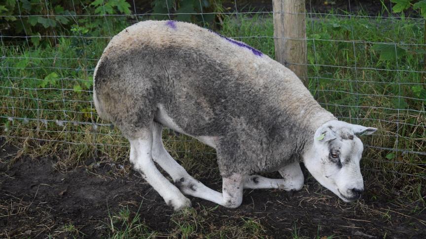 Schapen met blauwtong lopen kreupel.