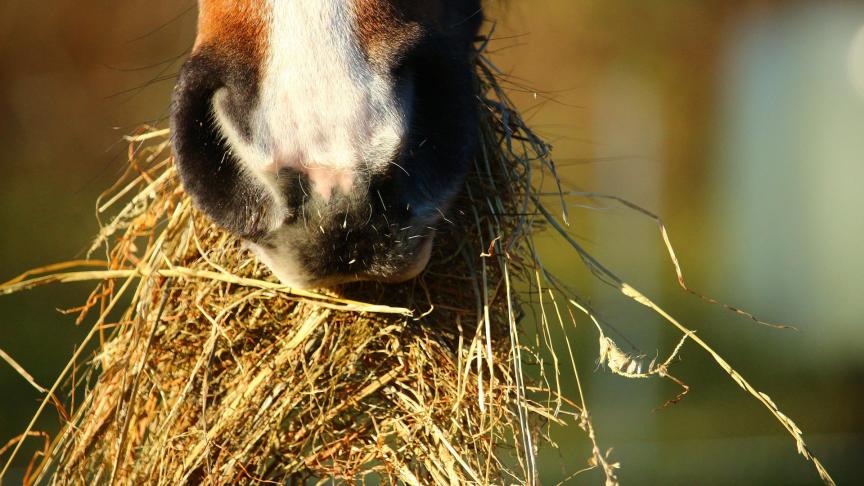 Dit hooiseizoen leerde onsdat we best een ‘hooibuffer’ van 2 maanden voorzien, zodat de nieuwe oogst tijd krijgt om uit te zweten.