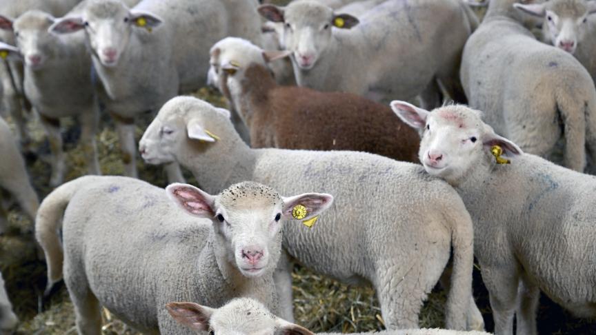 Het blauwtongvirus begint een impact te hebben op de prijs van het lamsvlees.