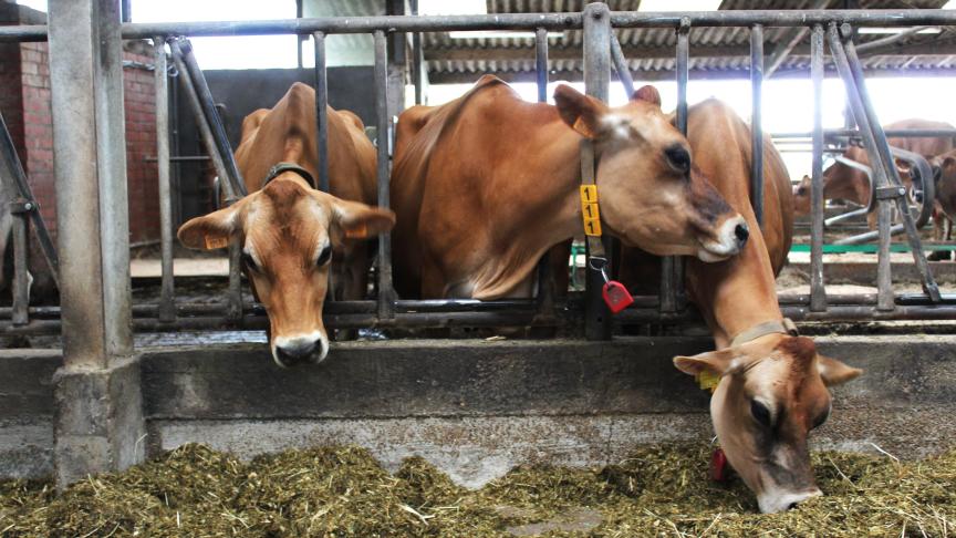 Het is Nederlandse wetenschappers nog niet gelukt om een ondergrens te vinden om relatief kleine projecten vrij te stellen van de daar geldende strenge stikstofregels.