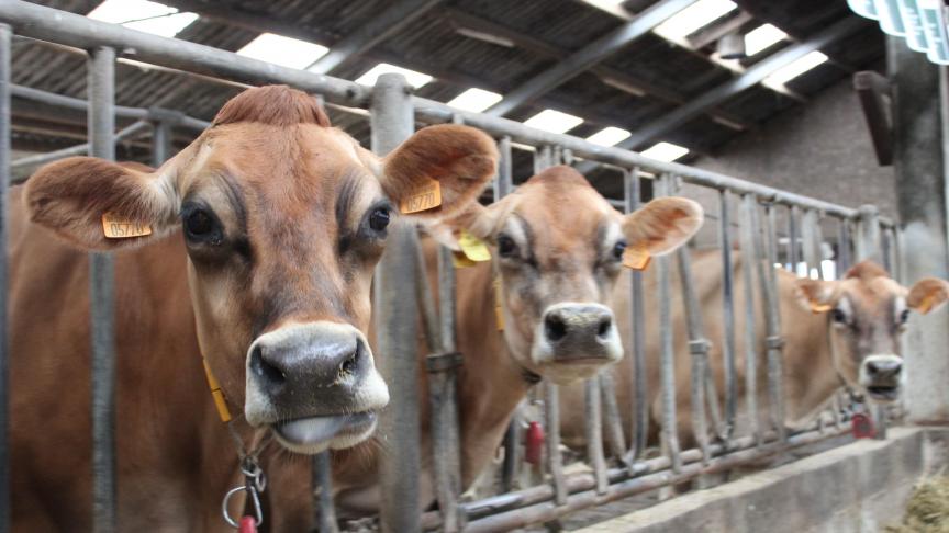 Bepaalde rassen zouden voornamelijk A2-melk produceren, waaronder het Jersey-ras.