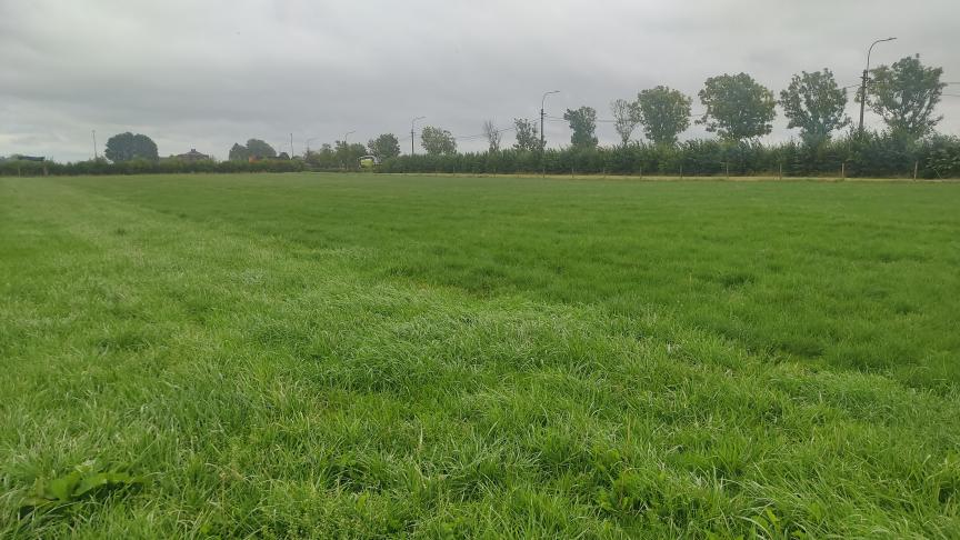 De scheidingslijn tussen de percelen rietzwenkgras en Engels raaigras in de beweidingsproef met jongvee is goed te zien.