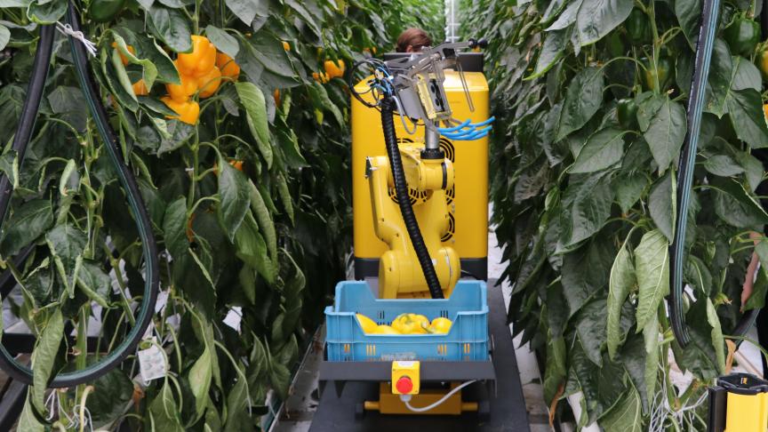 Vooral groente- en fruittelers maken hun bedrijf toekomstbestendig door te investeren in volautomatische oogstrobotten, zoals hier in de paprikateelt.