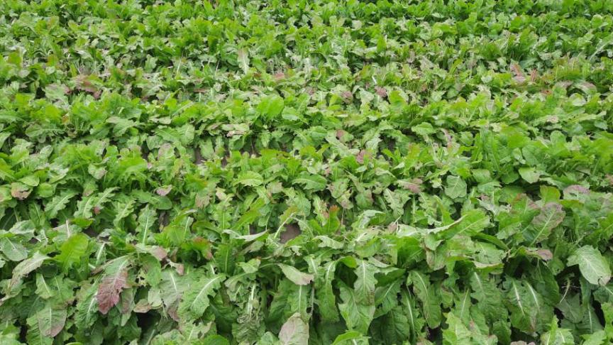 Je controleert je witloofpercelen best op aanwezigheid van de wollige slawortelluis, want de larven kunnen onder de grond schade aanrichten.