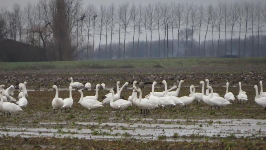 Door de oogstresten van suikerbieten langer te laten liggen, lok je de wintergasten weg uit de met wintergranen ingezaaide velden in de polders.