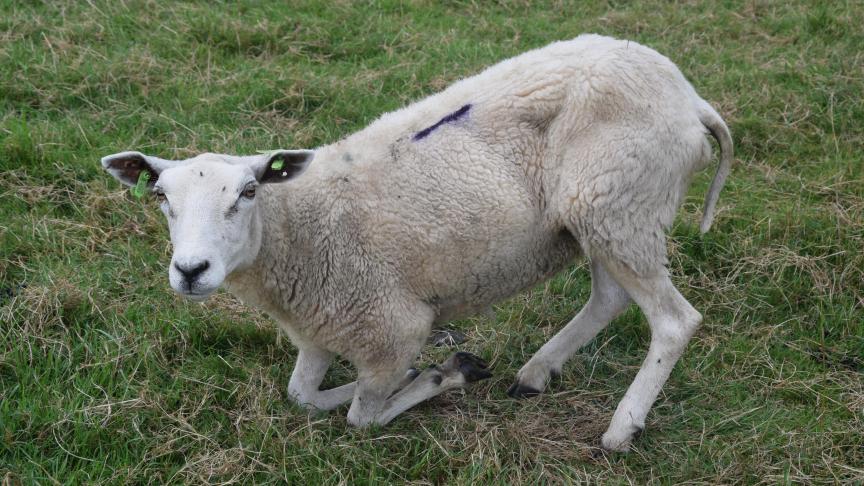 Het is niet langer verplicht om klinische verdenking van blauwtong te melden en een dierenarts te contacteren voor staalname, melden DGZ en het FAVV.