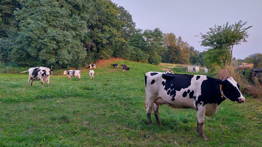 De Vlaamse regering heeft het flankerend beleid uit het stikstofakkoord goedgekeurd.
