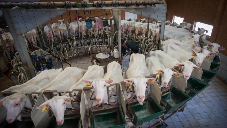 Bio-Sourcing wil biologische geneesmiddelen ontwikkelen met geitenmelk.