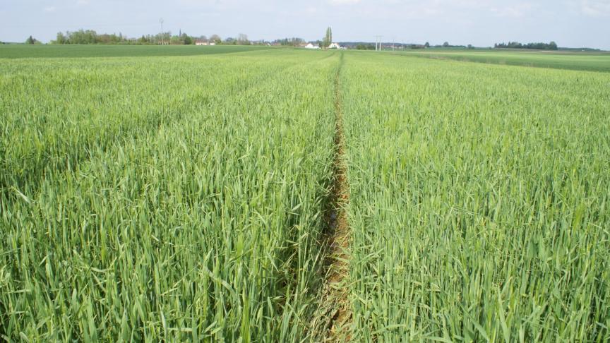 Gewassen passen zich genetisch aan de speciale omstandigheden van biologische landbouw aan. Dat blijkt uit een langetermijnstudie van de Universiteit van Bonn.
