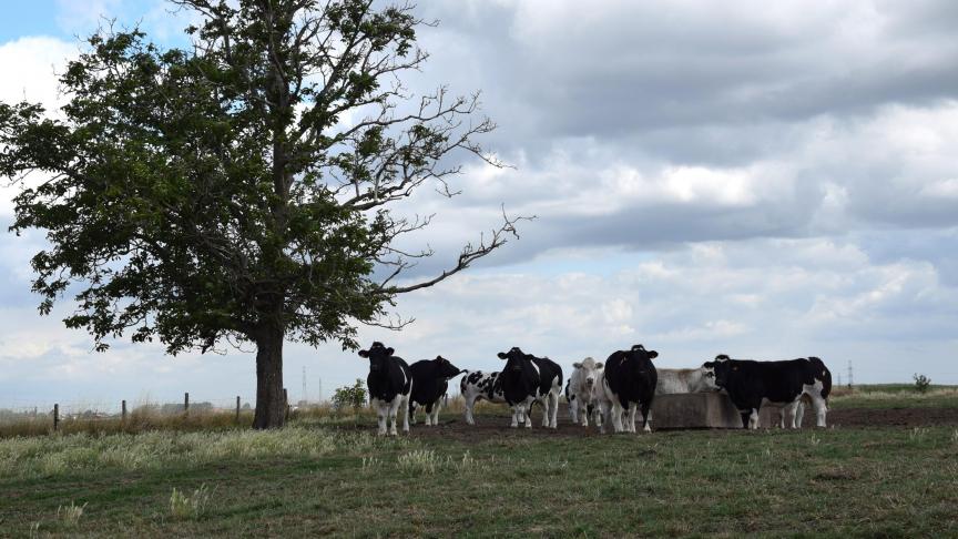 Volgens minister Demir ontving de VLM 277 bezwaren van landbouwers die niet akkoord gaan over het aantal nutriëntenemissierechten dat op hun bedrijf wordt geannuleerd.
