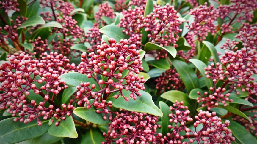 De decoratieve  bloemknoppen van de skimmia blijven de hele herfst en winter gesloten en ontluiken pas in het voorjaar.