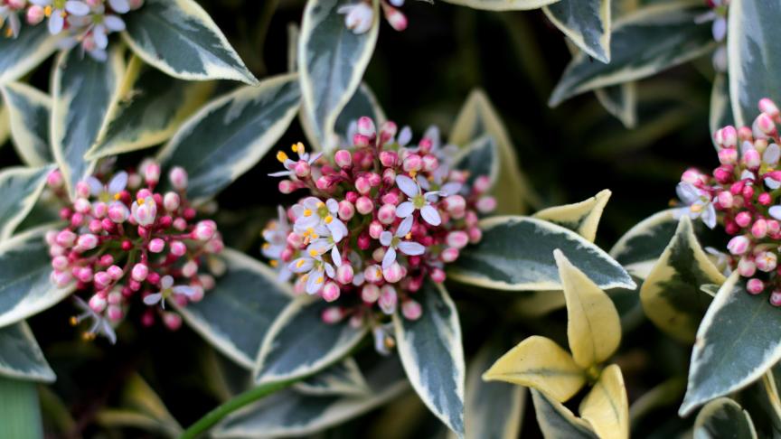 De Skimmia japonica Mystic Marlot is een bontbladige cultivar met rode bloemknoppen.