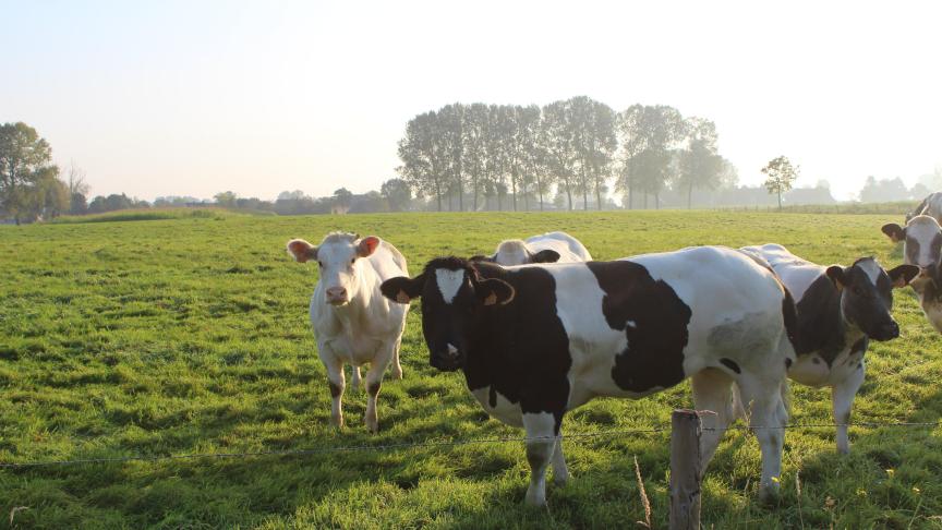 In het regeerakkoord van de nieuwe Vlaamse regering zou staan dat landbouwers voorkooprecht krijgen bij de verkoop van landbouwgrond.