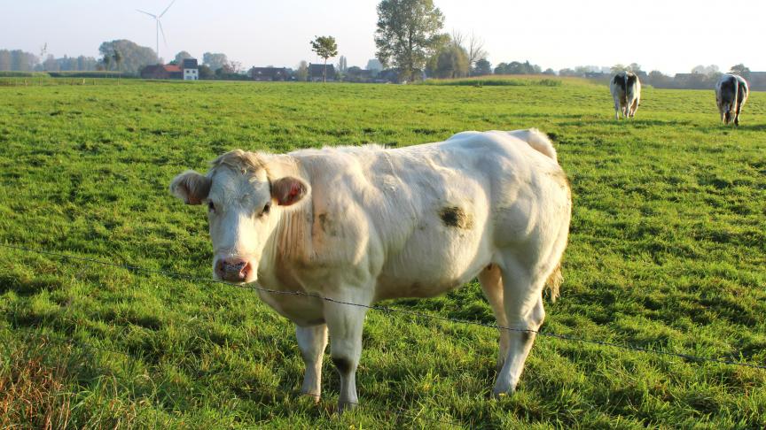 De prijsnoteringen voor Belgisch witblauw rundvee zijn volgens Coeviaopnieuw dezelfde als die van vorige week.