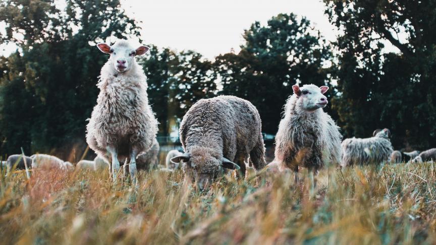 Vooral met veehouders blijft het moeilijk om te praten over het doden van dieren.