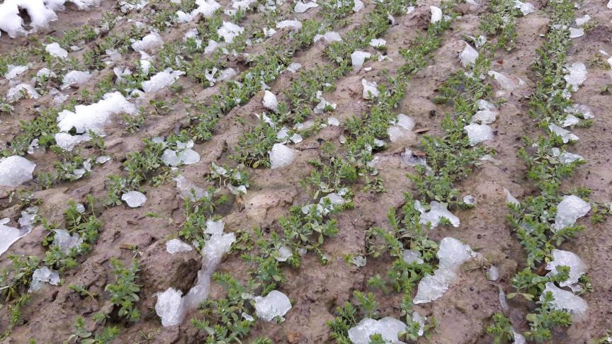 Inagro ziet dat er steeds meer wintervlas wordt uitgezaaid.