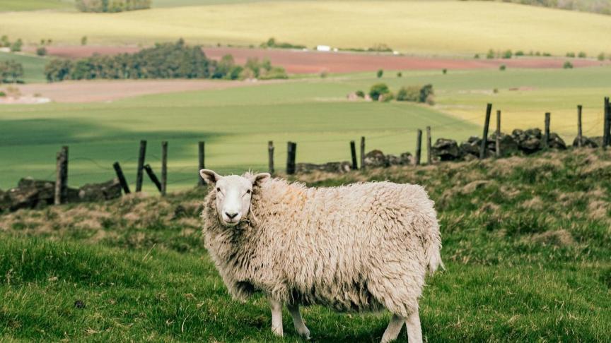 De Britse regering wil met nieuwe wetgeving nieuwe genomische technieken (NGT’s) toelaten.