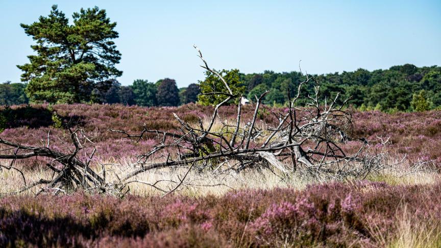 Onder meer de Kalmthoutse Heide zou nog minder stikstof aankunnen dan eerder werd aangenomen.