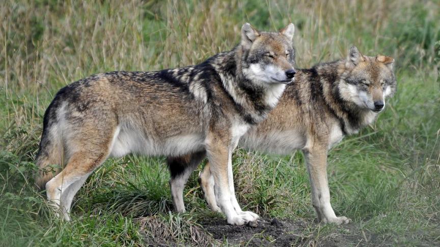 In Wallonië leven momenteel tussen 20 en 25 wolven, verspreid over de Hoge Venen en de Belgische Eifel.