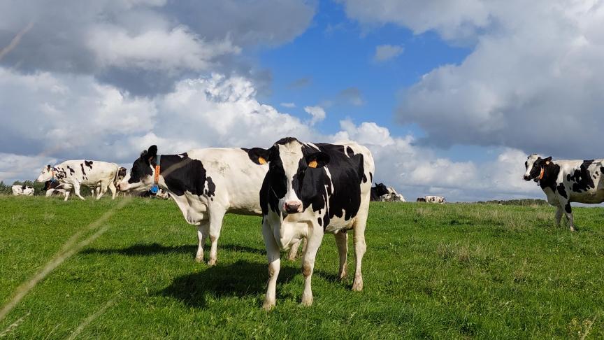 Check bij het opstallen het best steeds je veestapel op parasitaire aandoeningen.