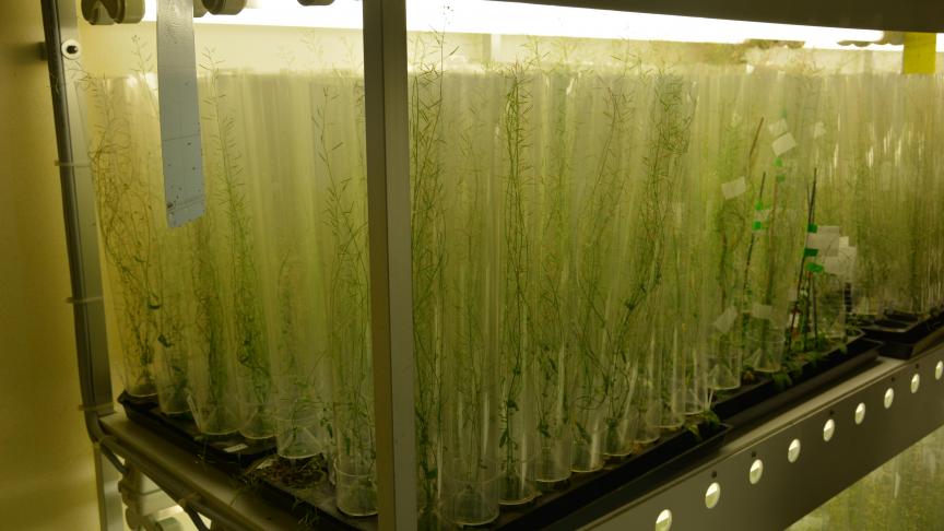 In geautomatiseerde groeikamers van het VIB wordt droogtestress onderzocht.