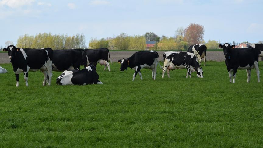 Vanaf november zal het vaccin tegen EHD beschikbaar zijn voor veehouders.