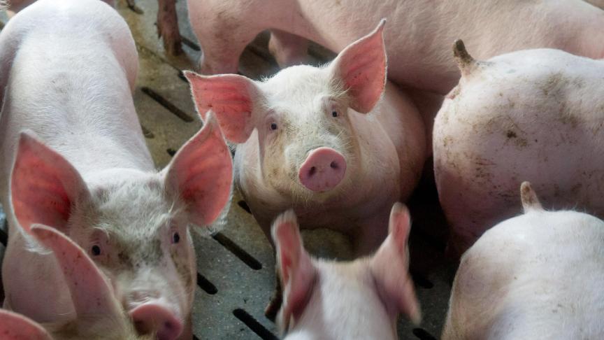 Tot nu toe hebben 175 varkensbedrijven zich laten uitkopen met de vrijwillige uitstapregeling die de vorige Vlaamse regering in het leven riep.