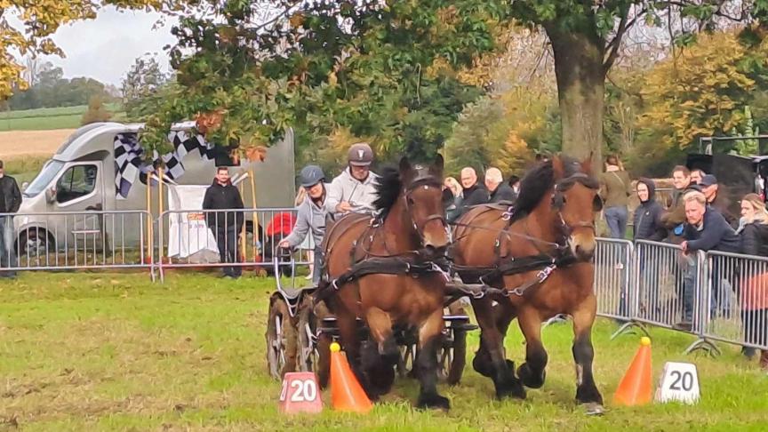 Eric De Greeff loodste zijn homogene koppel bruinen   feilloos en vlot doorheen het parcours.