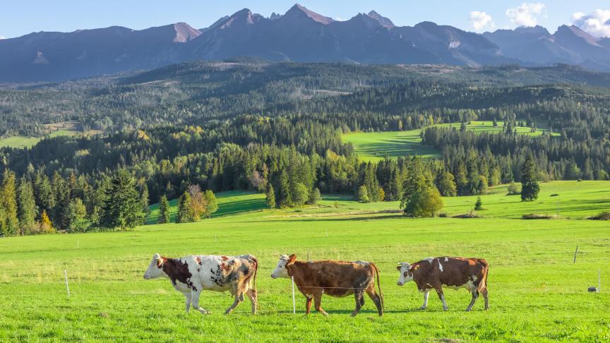 Polen wordt meer en meer hét zuivelland van Oost-Europa.