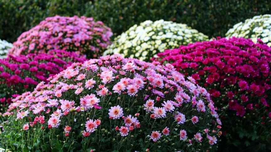 Kleinbloemige potchrysanten zijn er in bijna alle kleuren.