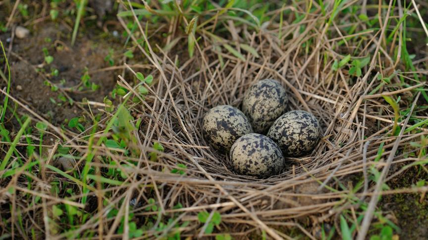 Volgens Brouns moeten we de open ruimte koesteren en landbouwers en natuurbeschermers er heel nauw laten samenwerken.