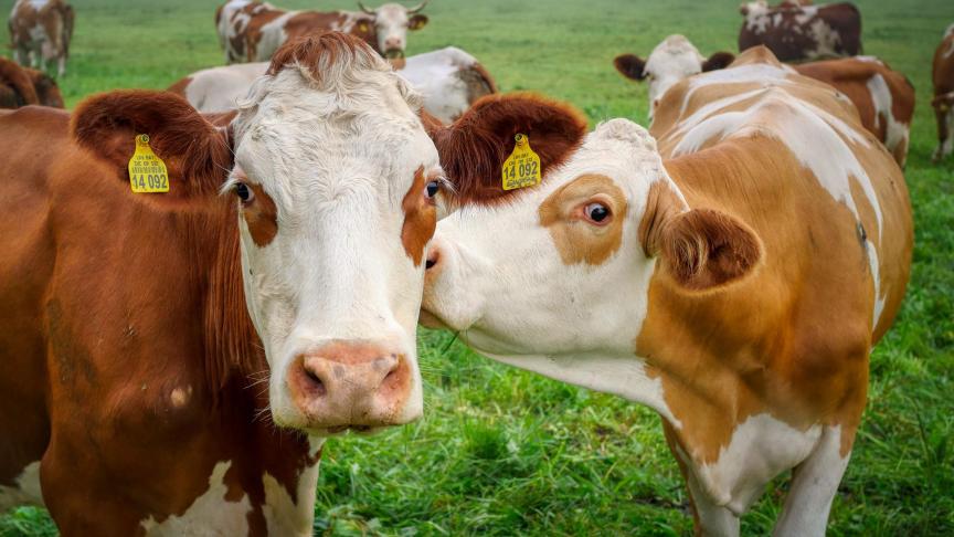 Het bloed van enkele runderen die grazen in het buitendijkse natuurgebied Het Verdronken Land van Saeftinghe in Nederland bevat verhoogde gehalten PFOS.