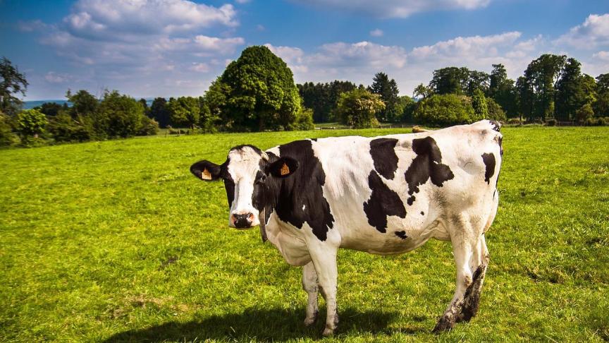 Het FAVV zal verder stappen zetten om verspreiding en overdracht van de rundertuberculose te voorkomen.