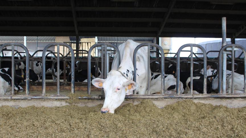 De subsidie van de Provincie West-Vlaanderen stimuleert nieuwe oplossingen die gericht zijn op het terugdringen van stikstofemissies in de landbouw.