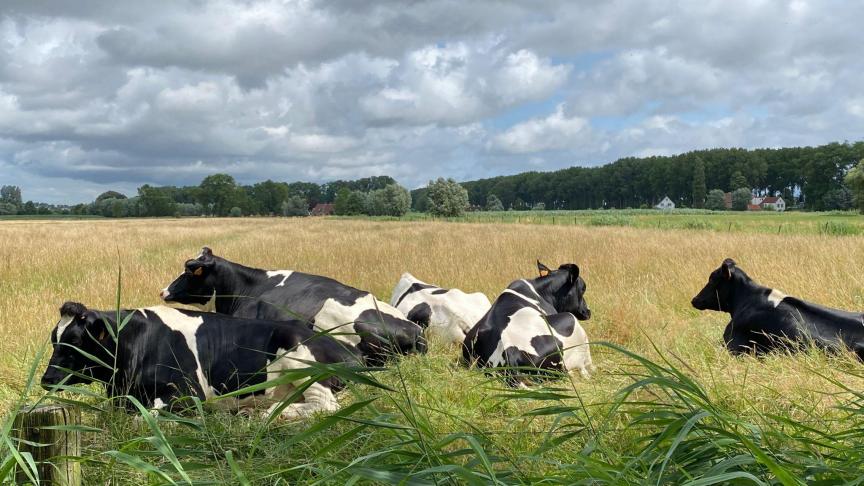 Meer beweiding vormt een onderdeel van de circulaire visie van Kurt Sannen (INBO)voor de melkveehouderij van de toekomst.
