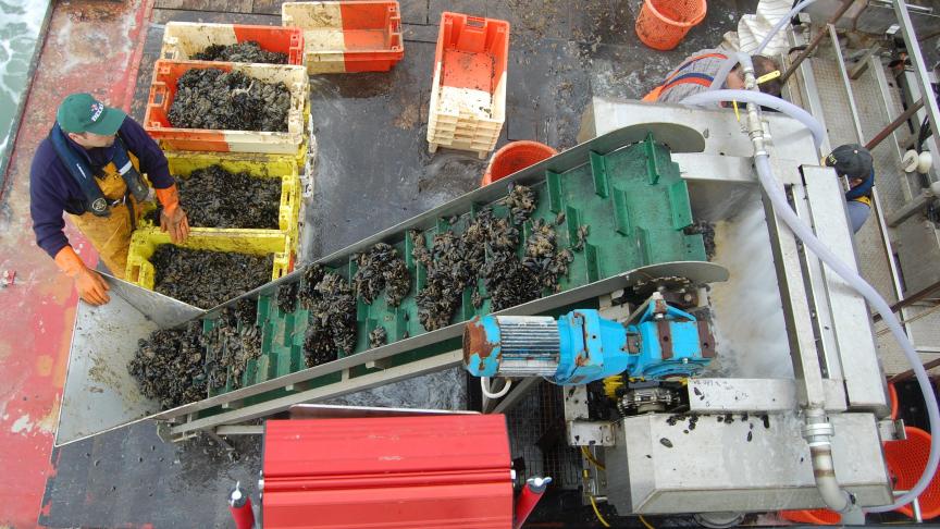 Onderzoeksinstituut ILVO doet ook onderzoek naar aquacultuur, zoals de kweek van mosselen.
