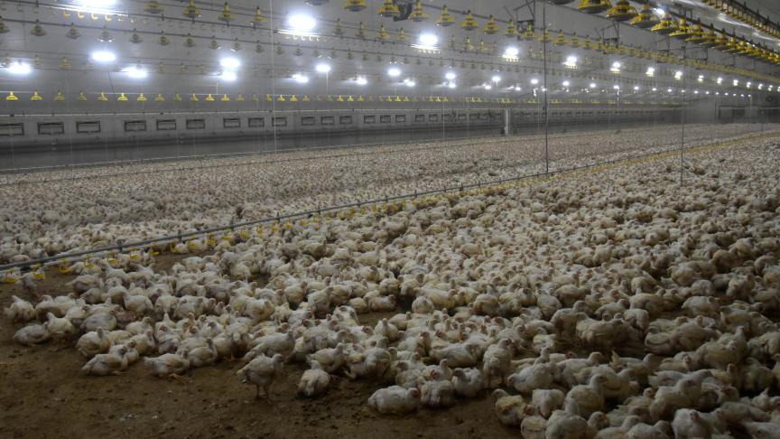 Nog tot 31 december kan je de DGZ-enquête invullen om de risico’s rond bioveiligheid op je bedrijf in kaart te brengen.