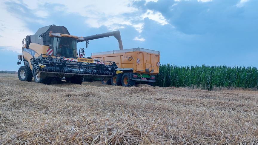 Volgens Statbel daalde de productie van wintertarwe met 30%dit jaar.