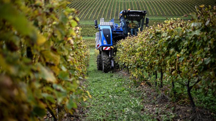 Een Cognac-producent oogst druiven op zijn wijngaard in het zuiden van Frankrijk.