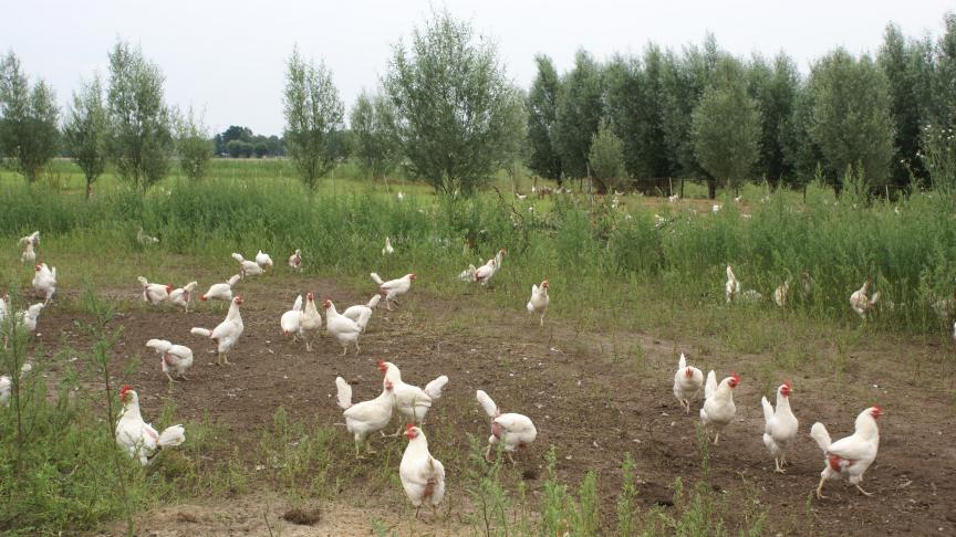 De bron van de blootstelling van de Canadese tiener aan vogelgriep is nog niet bekend.