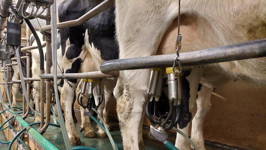 Op termijn vreest men voor gevolgen van blauwtong, zoals onvruchtbaarheid, vroeggeboorte en verminderde melkproductie.