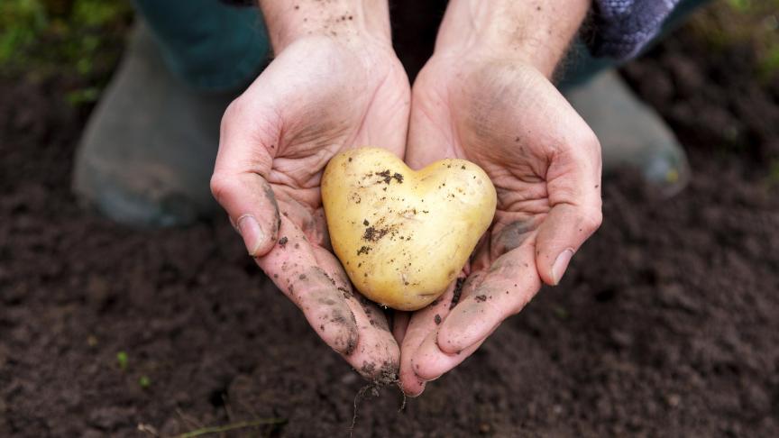 België behoort tot de top 5 van de grootste producenten van aardappelen in de EU.