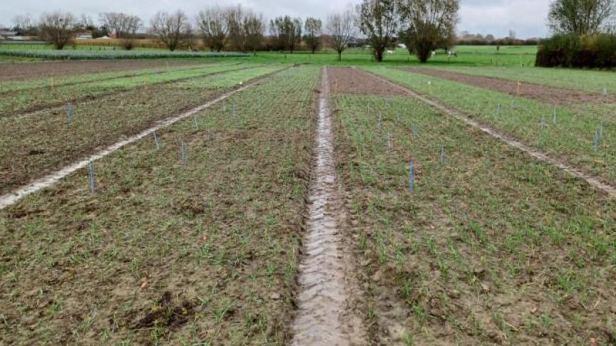 Er worden biopercelen gezocht voor onderzoek naar de proactieve beheersing van lastige winteronkruiden, zoals vogelmuur, straatgras en kamille.
