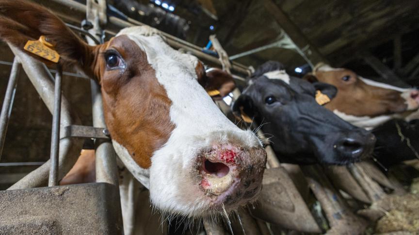 Europa weigerde uit de landbouwcrisisreserve te putten om Belgische veehouders getroffen door blauwtong te helpen.