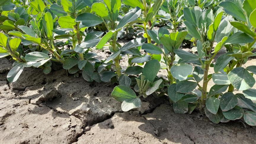 Met de ecoregeling ‘Eenjarige ecoteelten’ krijg je steun voor verschillende zuivere teelten, zoals onder meer veldbonen.