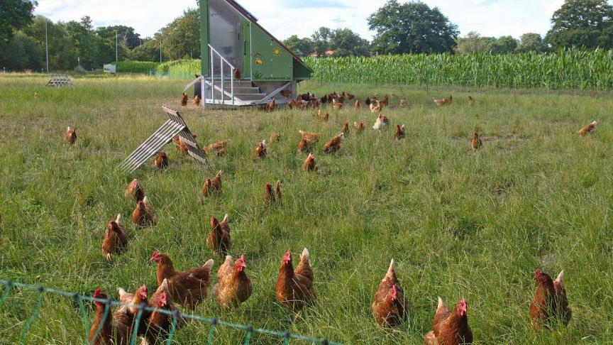 Nederland heeft besloten om een landelijke ophok- en afschermplicht voor pluimvee in te stellen.